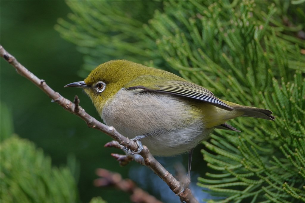 X-H2との組み合わせで野鳥撮影』 富士フイルム フジノンレンズ XF150