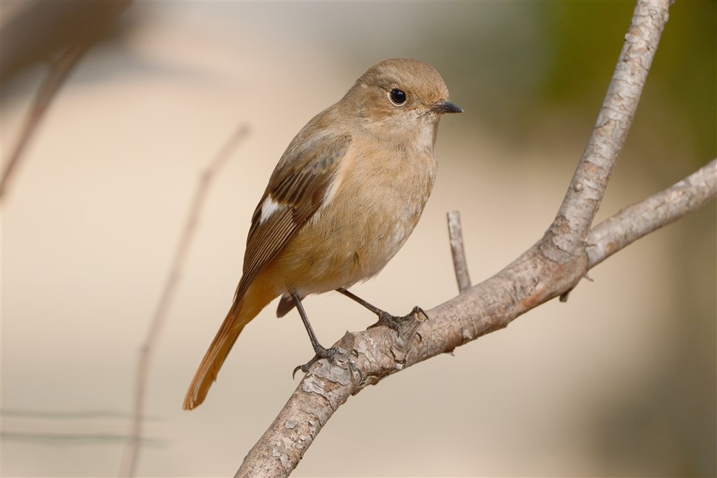 X-H2との組み合わせで野鳥撮影』 富士フイルム フジノンレンズ XF150