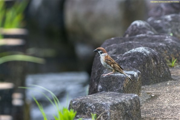 シグマ APO 170-500mm F5-6.3 DG (ﾆｺﾝ AF)投稿画像・動画 - 価格.com
