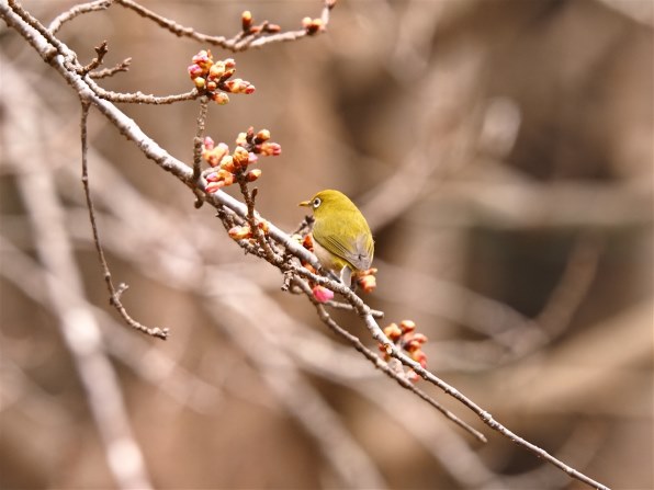 シグマ APO 50-500mm F4-6.3 EX DG HSM (ﾌｫｰｻｰｽﾞ用)投稿画像・動画