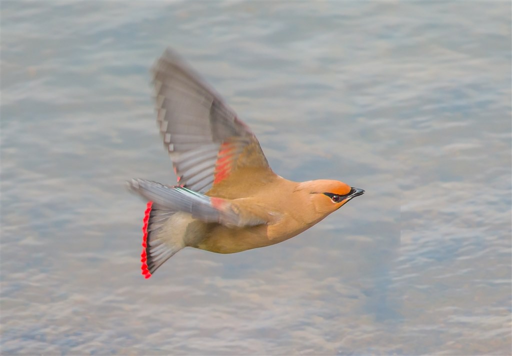 飛び物でも使える』 ペンタックス PENTAX K-3 Mark III ボディ の