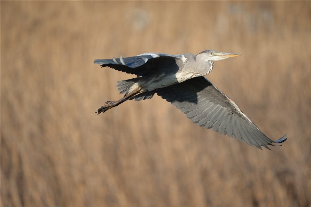 D4いまだに現役バリバリです-D1桁機の世界の入り口としてぜひ