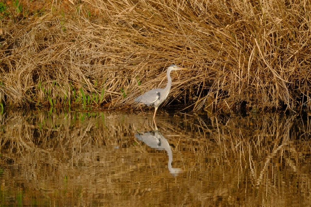 アオサギを間近に』 TOKINA SZ 300mm PRO Reflex F7.1 MF CF [フジ