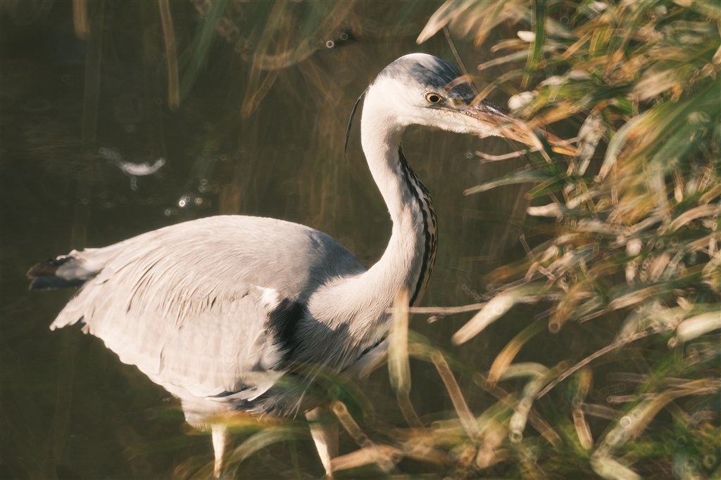 アオサギを間近に』 TOKINA SZ 300mm PRO Reflex F7.1 MF CF [フジ