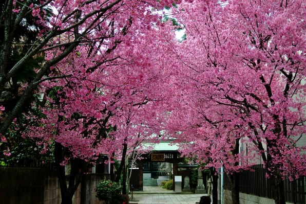 ニコン Nikon 1 V1 ダブルズームキット [ホワイト]投稿画像・動画