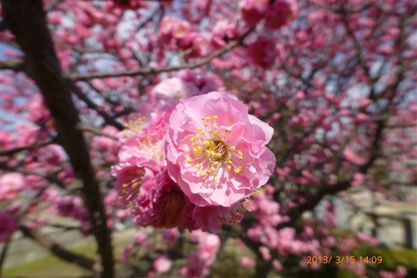 ヒ*デ様 パナソニック LUMIX DMC-TZ30 概要 デジタルカメラ DMC-TZ30 | LUMIX（ルミックス） ミラー