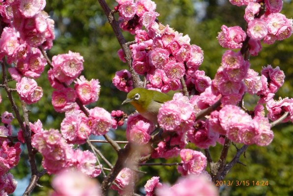 パナソニック LUMIX DMC-TZ30-R [レッド]投稿画像・動画 - 価格.com