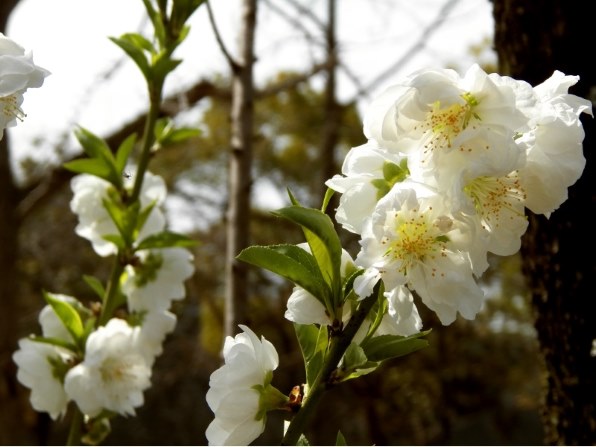 コダック EasyShare Z990のクチコミ - 価格.com