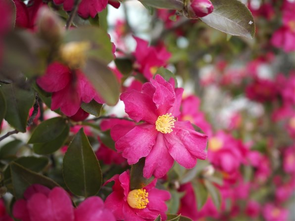 パナソニック LEICA DG SUMMILUX 15mm/F1.7 ASPH. H-X015-K パナソニック LEICA DG SUMMILUX 15mm/F1.7 ASPH. H-X015-K