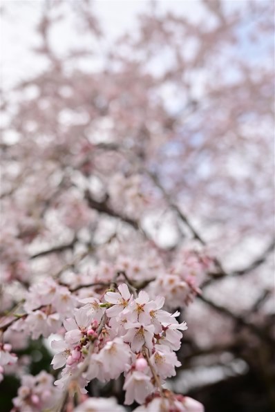 今年も花咲く樹の下で 作例募集』 クチコミ掲示板 - 価格.com