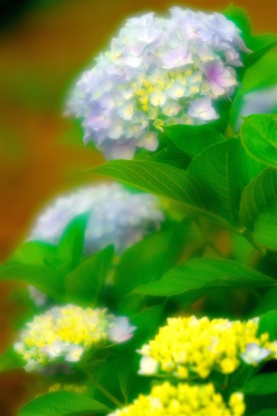 コニカ ミノルタ AFソフトフォーカス100mmF2.8で撮影された写真 - 価格.com