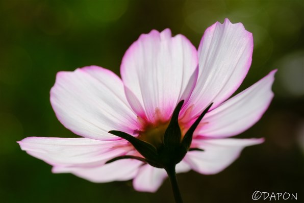 富士フイルム フジノンレンズ XF60mmF2.4 R Macroのクチコミ - 価格.com