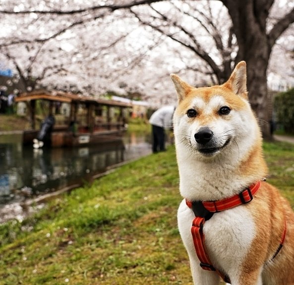 犬と桜を上手に撮影するにはどうしたらいいでしょうか』 SONY FE