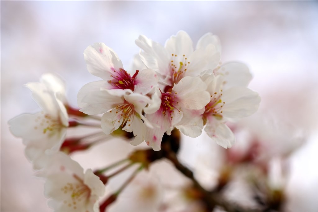 SuetokSONY FE 90mm SuetokSONY FE 90mm SuetokSONY FE 90mm Sony FE