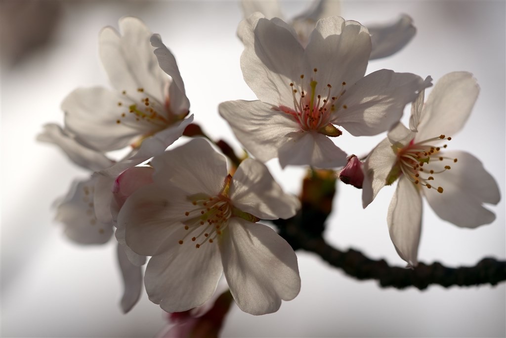 ソメイヨシノを撮影しました』 SONY FE 90mm F2.8 Macro G OSS