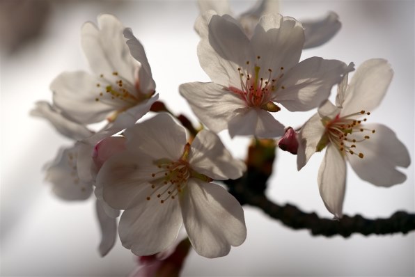 SONY FE 90mm F2.8 Macro G OSS SEL90M28Gのクチコミ - 価格.com SONY FE 90mm F2.8 Macro G OSS SEL90M28Gのクチコミ - 価格.com