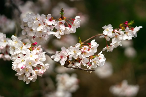 SONY FE 90mm F2.8 Macro G OSS SEL90M28Gのクチコミ - 価格.com SONY FE 90mm F2.8 Macro G OSS SEL90M28Gのクチコミ - 価格.com