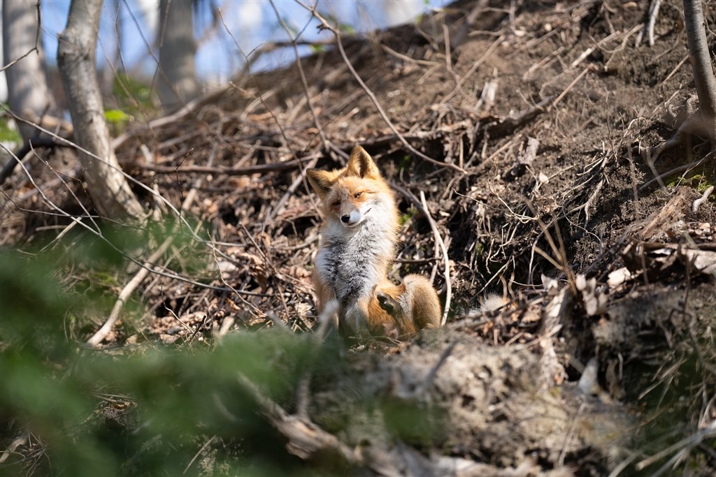 2線ボケが出る方っておりますか？』 SONY FE 135mm F1.8 GM