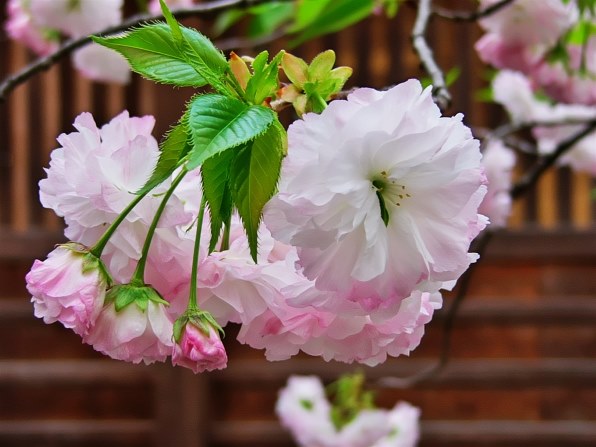 パナソニック DMC-FZ2で撮影された写真 - 価格.com