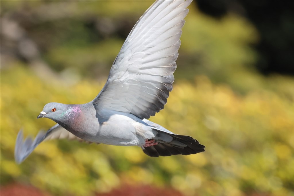 野鳥はバイクレースより難しい？それともミラーレスのせい