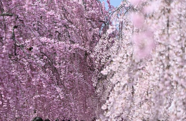 Nikon Z の 写 真 集 パートⅢ』 クチコミ掲示板 - 価格.com