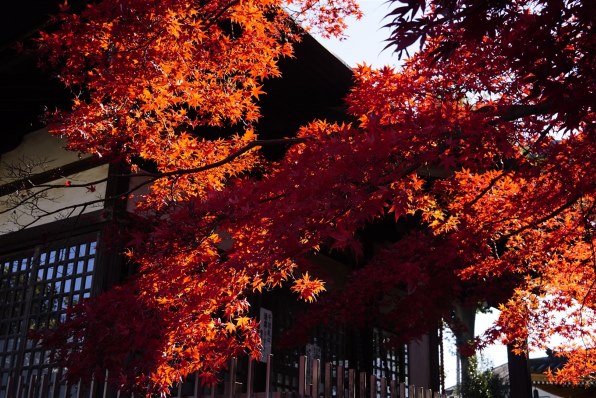 シグマ 30mm F2.8 EX DN [ソニー用]で撮影された写真 - 価格.com