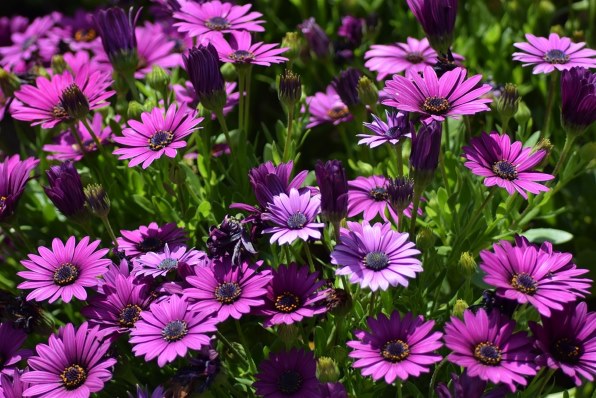 [美品/作例] Nikon AF Micro Nikkor 60mm f2.8D ニコン AI AF Micro-Nikkor 60mm f/2.8Dで撮影された写真 - 価格.com