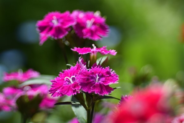 [美品/作例] Nikon AF Micro Nikkor 60mm f2.8D Nikon】AF-S Micro NIKKOR 60mm F2.8 G EDで撮影された「映える水写真