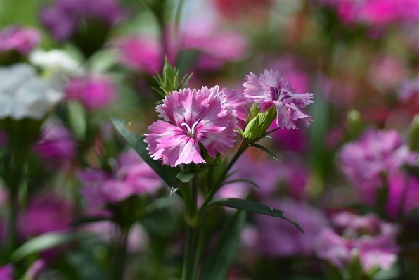 ニコン AI AF Micro-Nikkor 60mm f/2.8Dで撮影された写真 - 価格.com