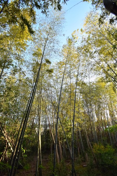 シグマ 10-20mm F3.5 EX DC HSM (ニコン用)投稿画像・動画 シグマ 10-20mm F3.5 EX DC HSM (ニコン用)投稿画像・動画