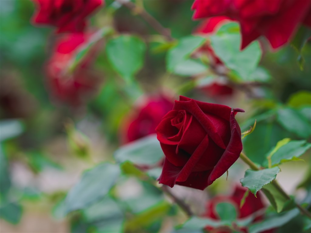 薔薇○コメント下さい 瀬上連珠🌺🌸🎠💛 🎀🎶🦊💙🍀💖🐣🍁👹🍊🐳🐼🛸🍒🐺🦈🍥 on X