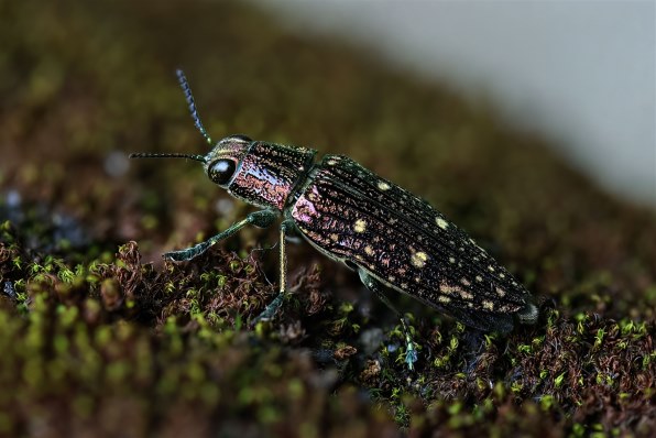 CANON EF-S60mm F2.8 マクロ USMで撮影された写真 - 価格.com