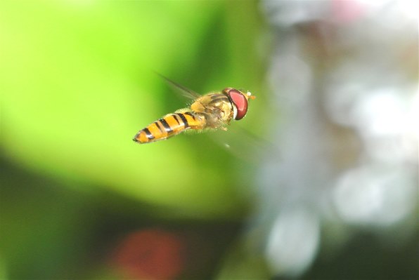 ニコン AI AF Micro-Nikkor 60mm f/2.8Dで撮影された写真 - 価格.com