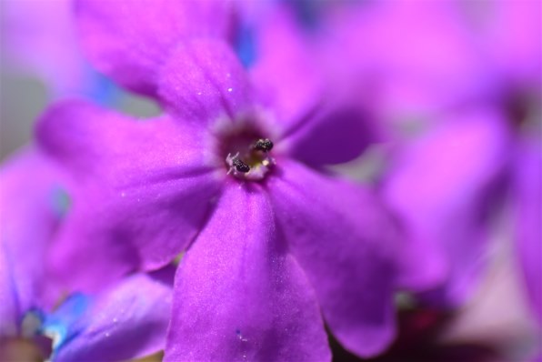 【作例あり】Nikon AF MICRO NIKKOR 60mmm f2.8D ニコン AI AF Micro-Nikkor 60mm f/2.8Dで撮影された写真 - 価格.com