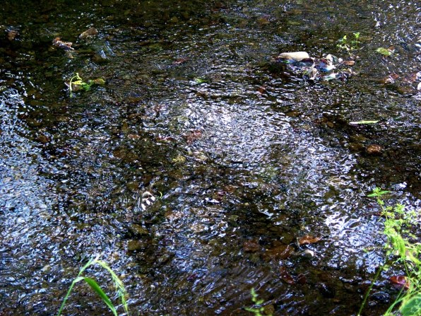 【作例あり】Canon PowerShot G2 キヤノン PowerShot G2 作例 - PhotoXP