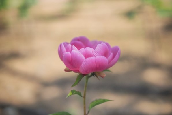パナソニック LEICA DG SUMMILUX 25mm/F1.4 ASPH. H-X025で撮影された