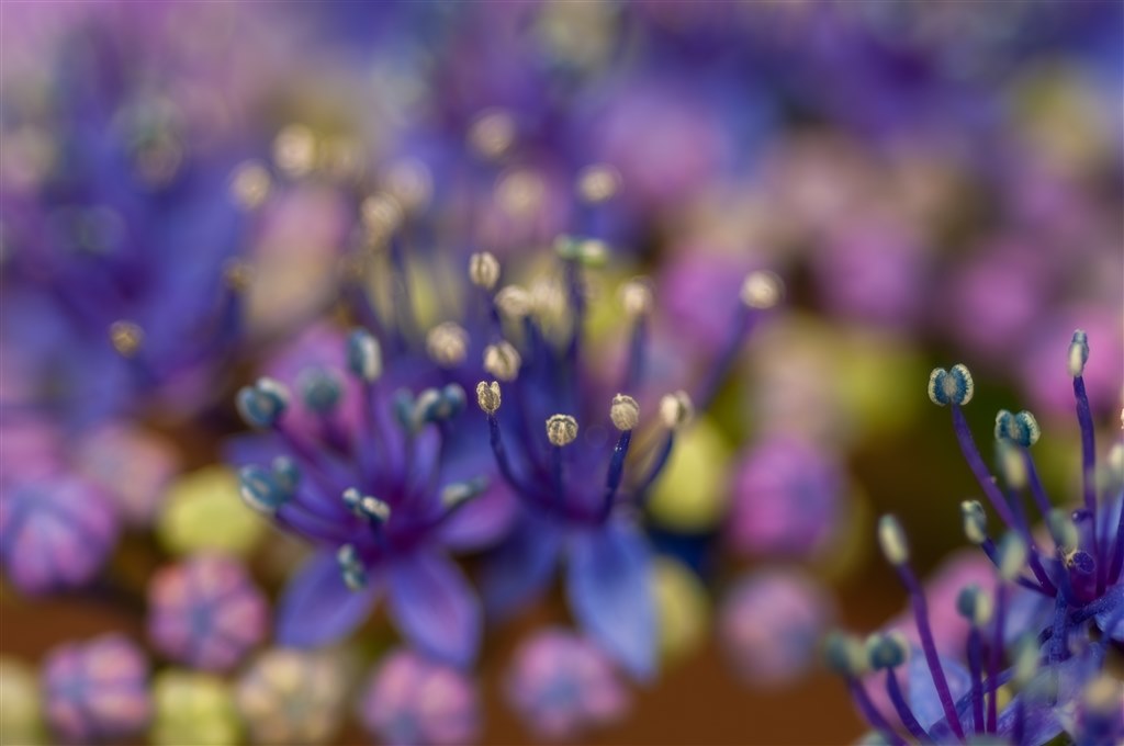 紫陽花と菖蒲』 コニカ ミノルタ AF MACRO 100mm F2.8 New の 紫陽花と菖蒲』 コニカ ミノルタ AF MACRO 100mm F2.8 New の