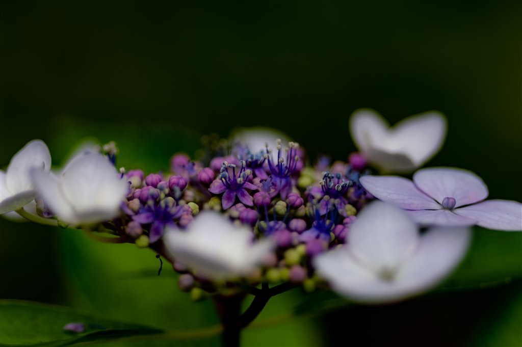 紫陽花と菖蒲』 コニカ ミノルタ AF MACRO 100mm F2.8 New の 紫陽花と菖蒲』 コニカ ミノルタ AF MACRO 100mm F2.8 New の