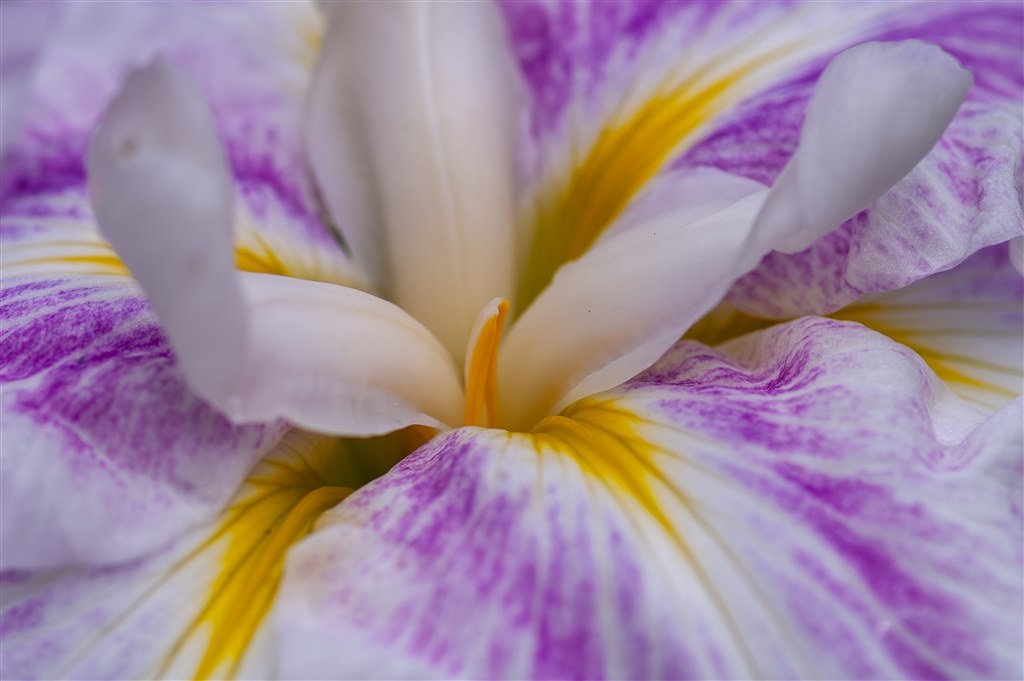 紫陽花と菖蒲』 コニカ ミノルタ AF MACRO 100mm F2.8 New の 紫陽花と菖蒲』 コニカ ミノルタ AF MACRO 100mm F2.8 New の
