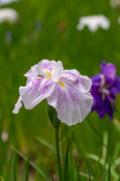 コニカ ミノルタ AF MACRO 100mm F2.8 New投稿画像・動画 - 価格.com