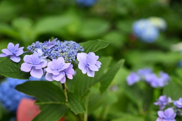 作例募集！「 梅雨の晴れ間は五月晴れ？！」』 クチコミ掲示板