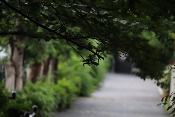 CANON RF-S55-210mm F5-7.1 IS STMで撮影された写真 (掲示板