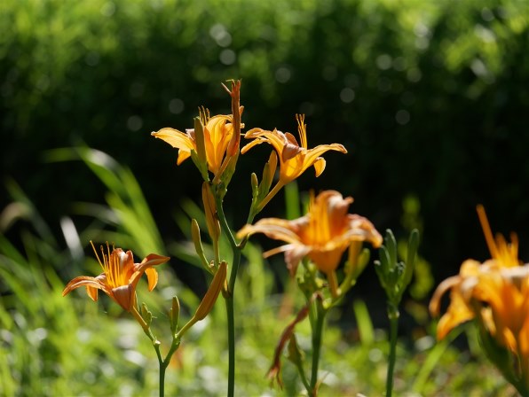 パナソニック LUMIX G X VARIO 35-100mm/F2.8 II/POWER O.I.S. H パナソニック LUMIX G X VARIO 35-100mm/F2.8 II/POWER O.I.S. H