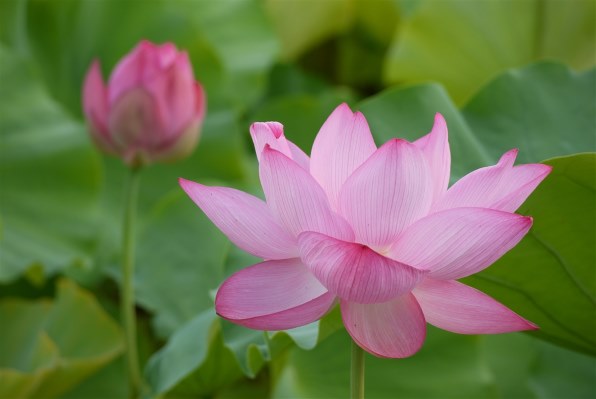 久し振りのGF1』 パナソニック LUMIX DMC-GF1C パンケーキレンズ 久し振りのGF1』 パナソニック LUMIX DMC-GF1C パンケーキレンズ