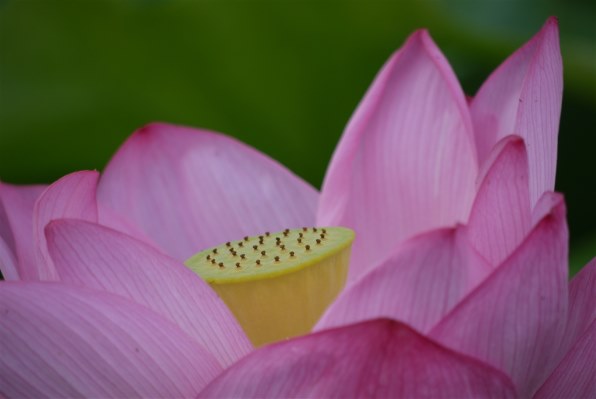 久し振りのGF1』 パナソニック LUMIX DMC-GF1C パンケーキレンズ 久し振りのGF1』 パナソニック LUMIX DMC-GF1C パンケーキレンズ