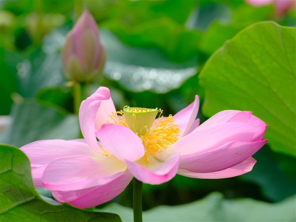 富士フイルム FUJINON GF120mmF4 R LM OIS WR Amazon.com : Fujifilm GF120mmF4 R LM OIS WR Macro Lens