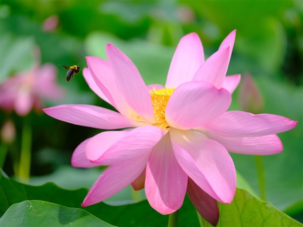 富士フイルム フジノンレンズ GF120mmF4 R LM OIS WR Macroで撮影され