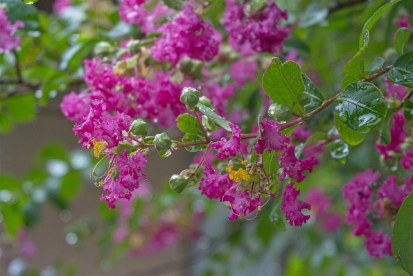 ニコン AF-S DX NIKKOR 18-55mm f/3.5-5.6G VRで撮影された写真 - 価格.com