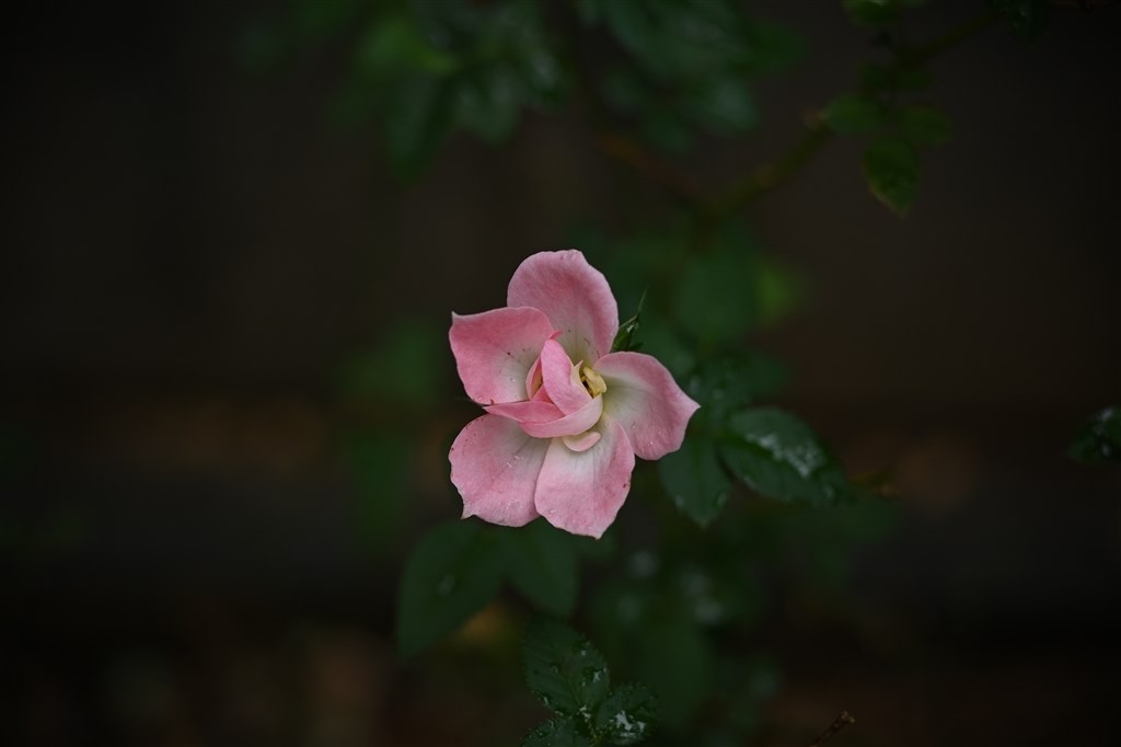 α7IV + ヤシコンSonnar T* 100mmF3.5 MMJ』 クチコミ掲示板 α7IV + ヤシコンSonnar T* 100mmF3.5 MMJ』 クチコミ掲示板