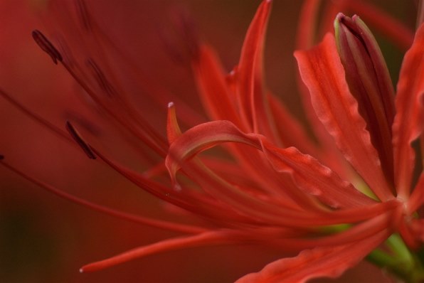 [美品/作例] Nikon AF Micro Nikkor 60mm f2.8D ニコン AI AF Micro-Nikkor 60mm f/2.8Dで撮影された写真 - 価格.com